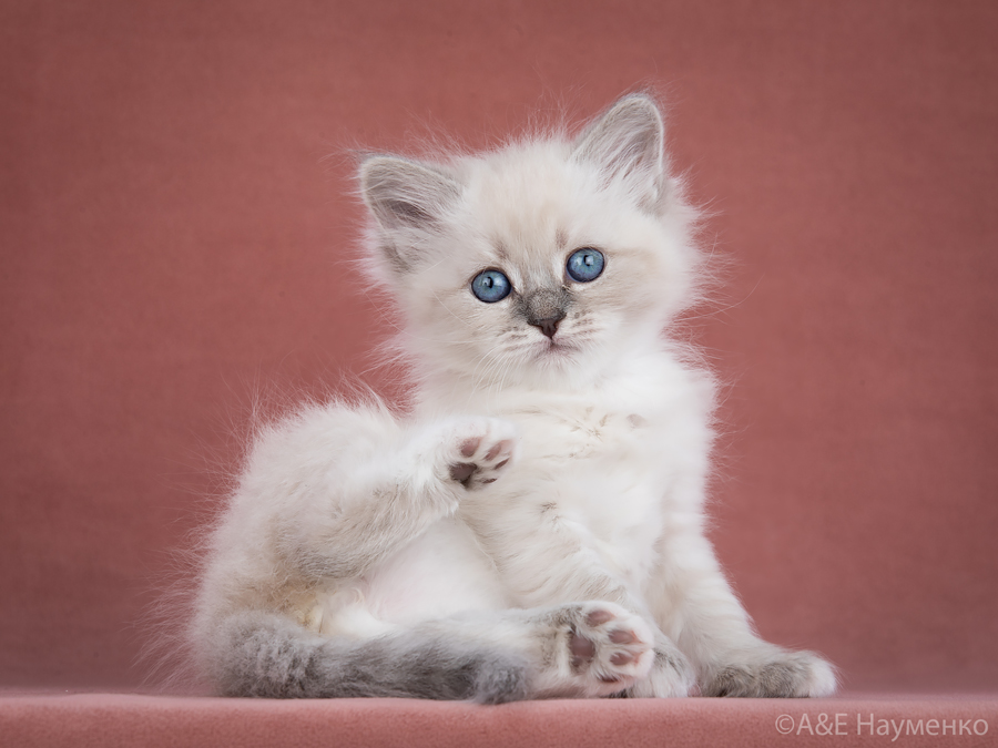 сибирская кошка с сиамским окрасом