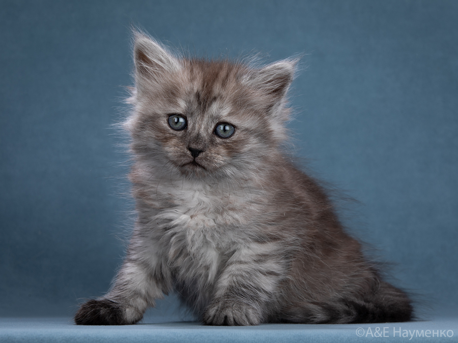 котенок сибирской кошки традиционного окраса