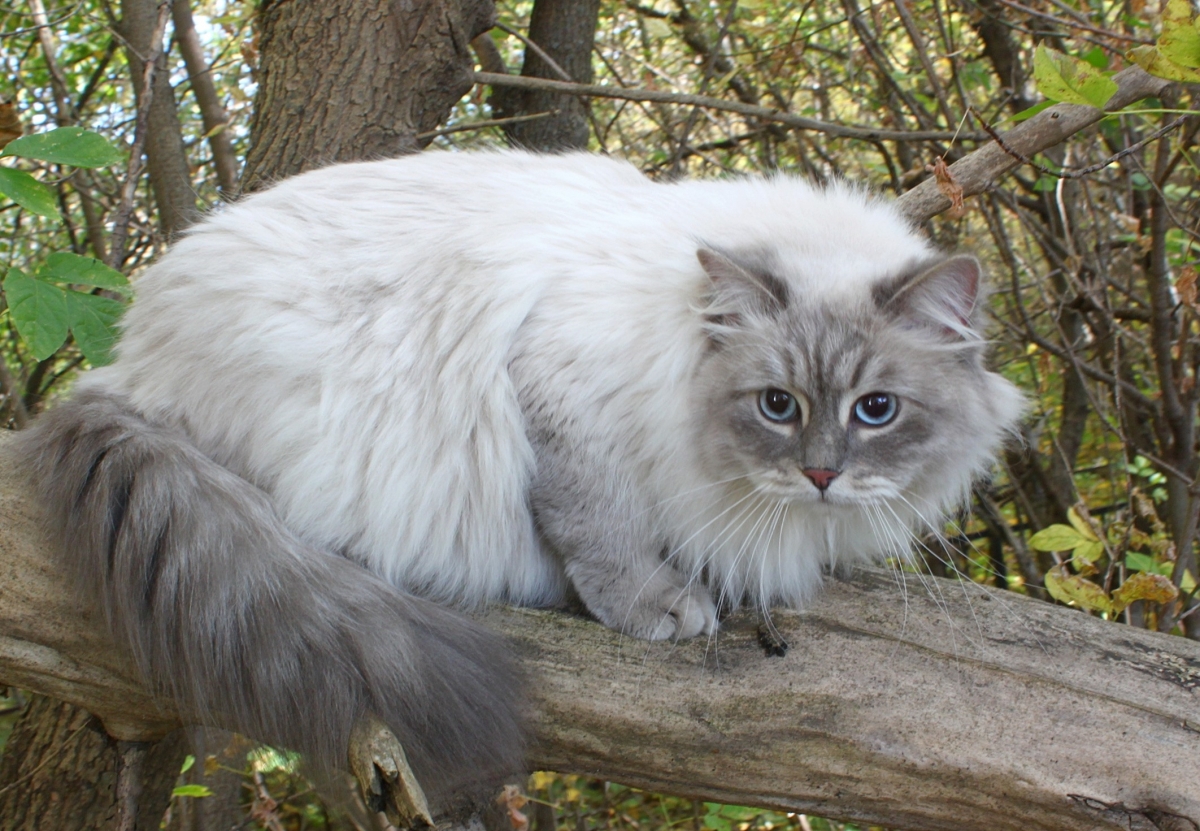 племенная кошка питомника сибирских кошек
