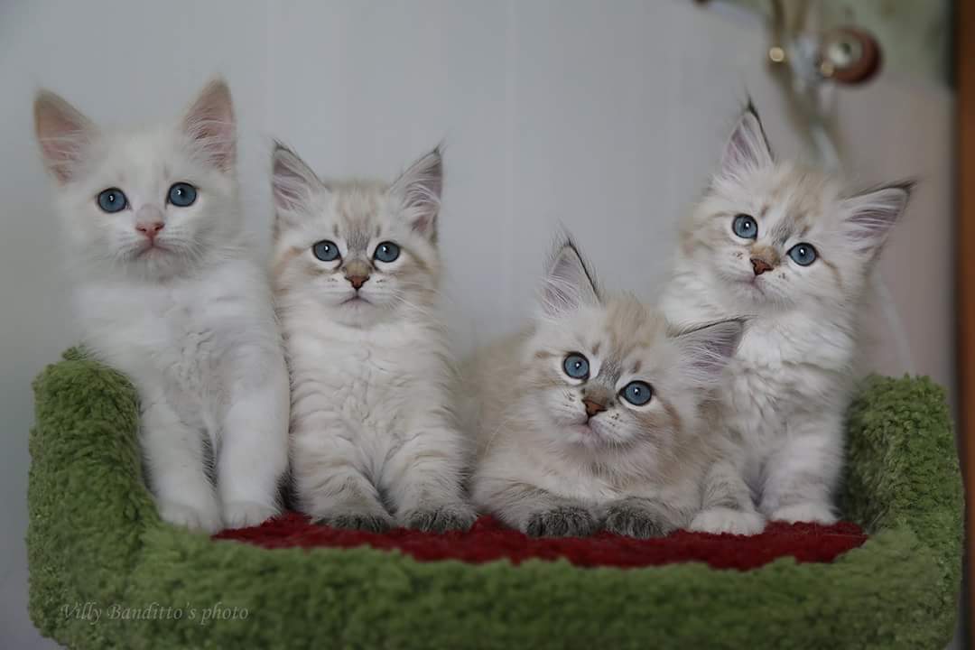 как правильно выбрать сибирского невского маскарадного котенка в питомнике