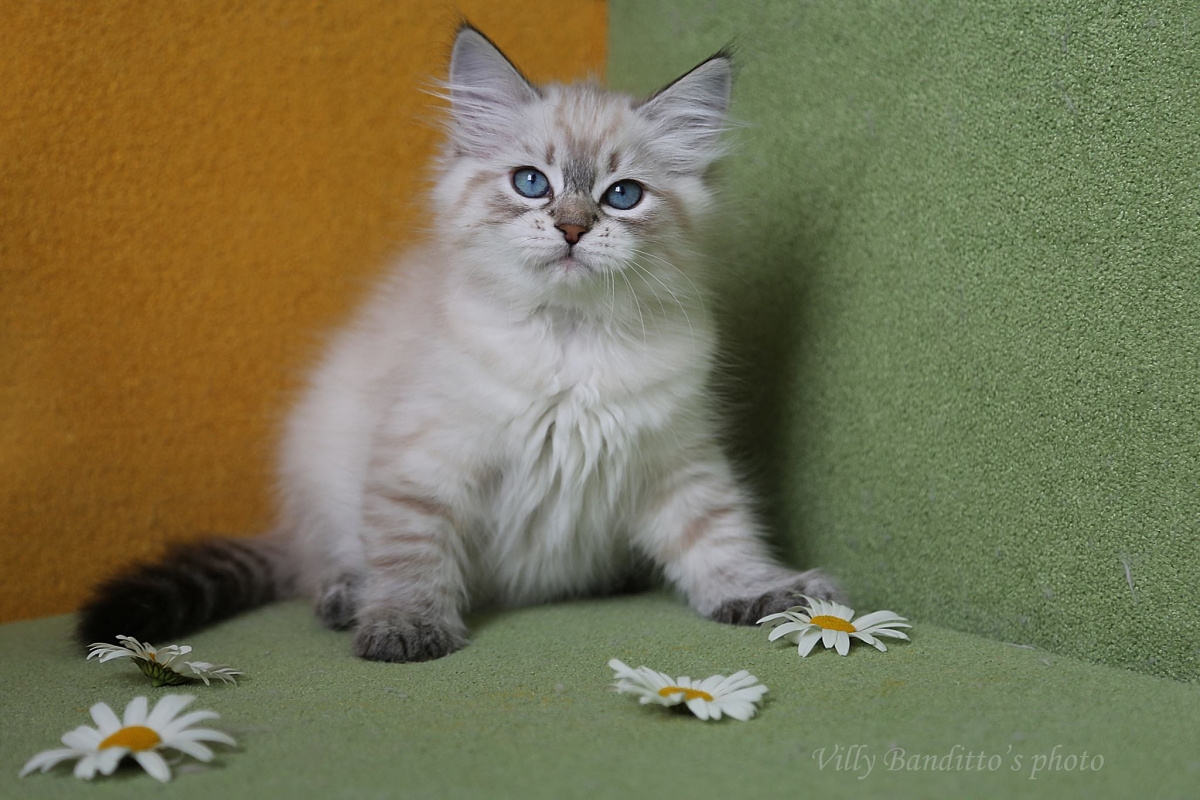 окрасы сибирской кошки 