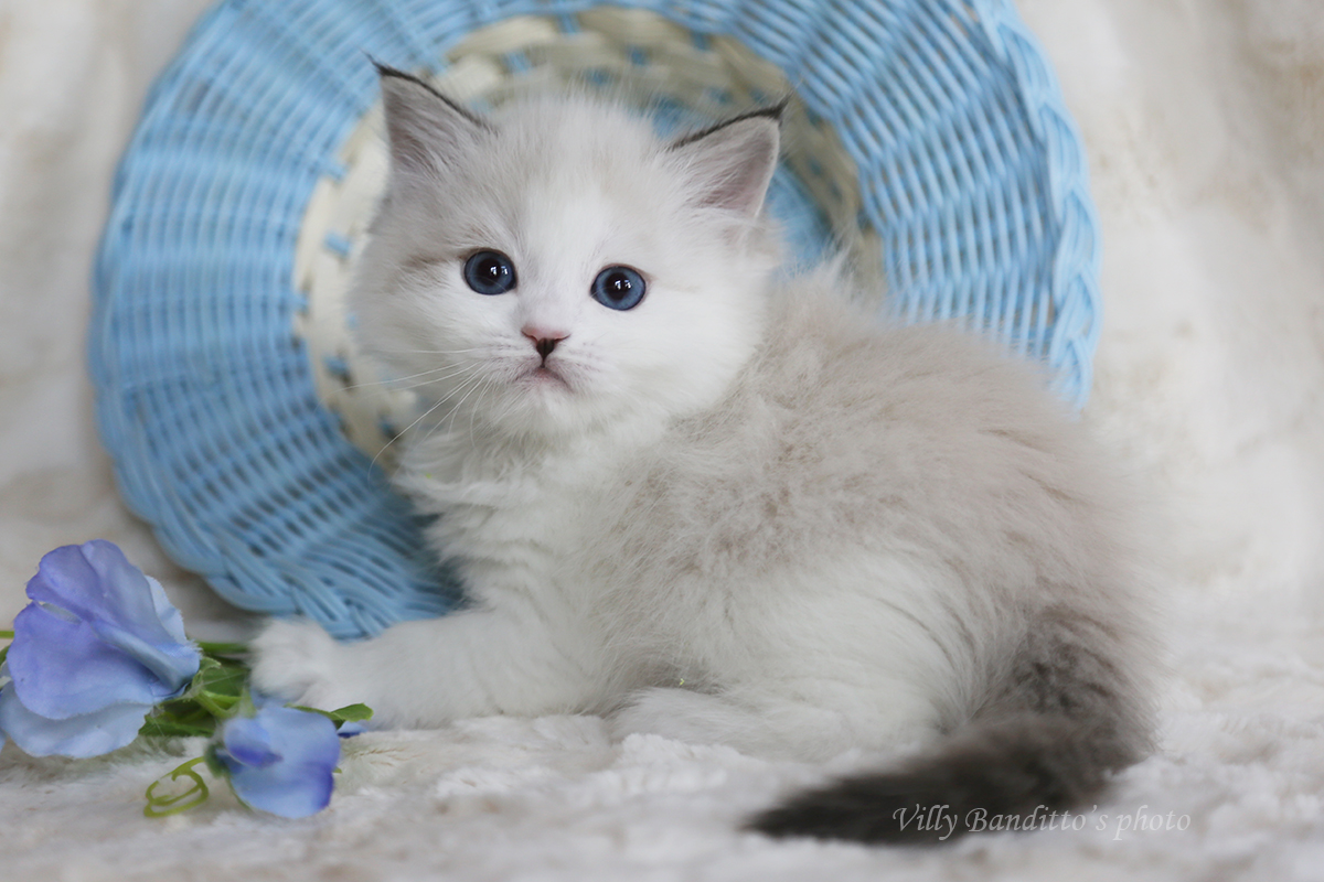 сибирский красивый котенок