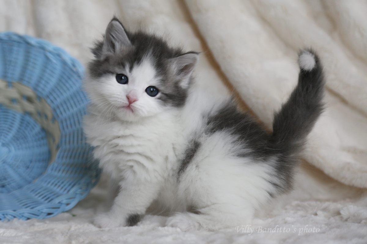 сибирский котенок традиционного окраса с белым