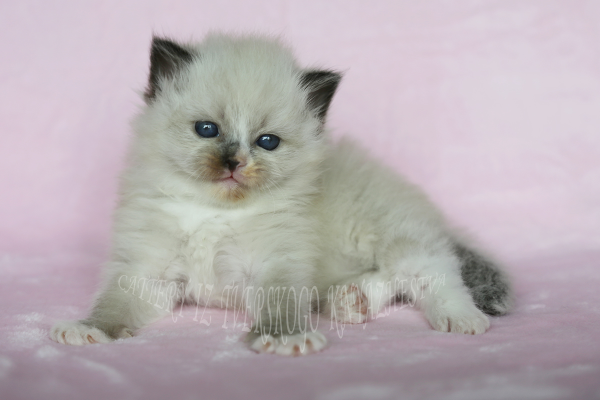 сибирский невский маскарадный котенок