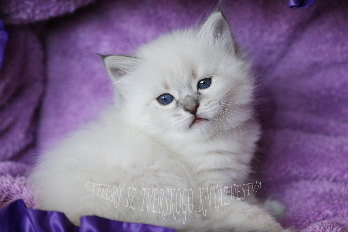 невский маскарадный котенок с голубыми глазами купить