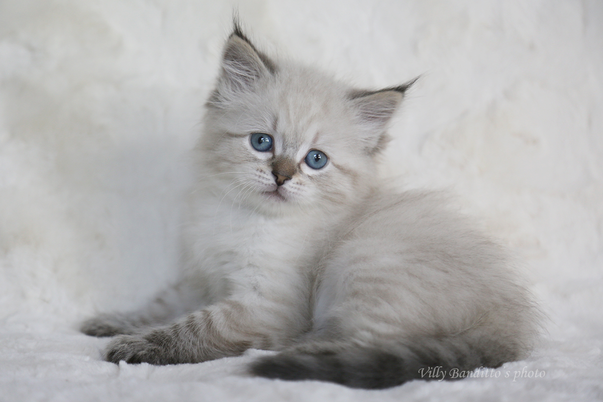 сибирский невский маскарадный котенок