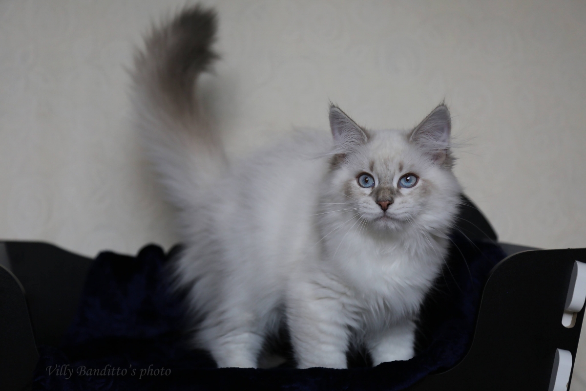 фото невской маскарадной кошки 
