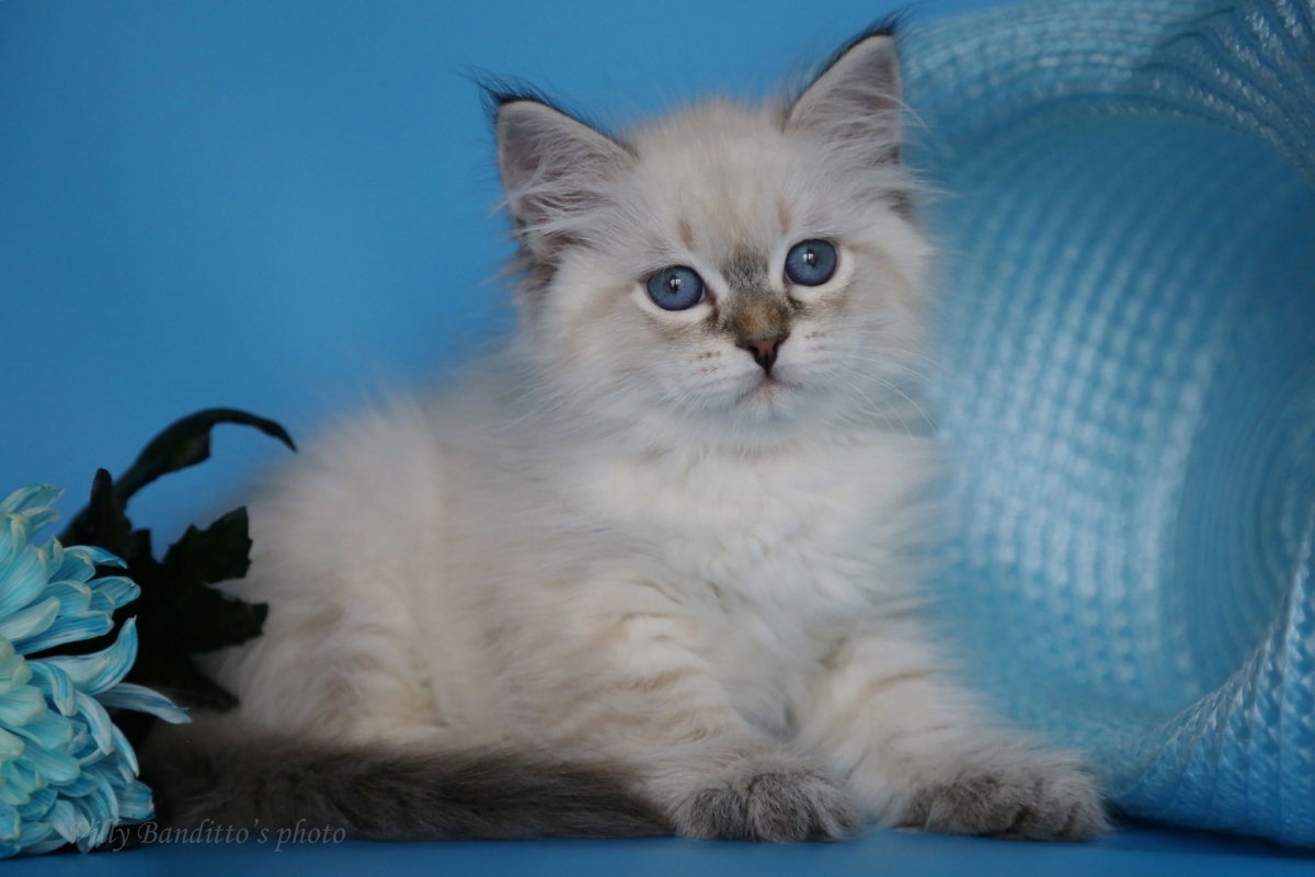 кошки с синими глазами