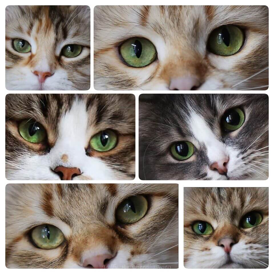 магия зеленых глаз сибирской кошки