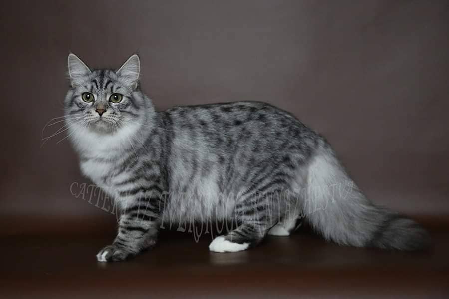 породистый сибирский кот