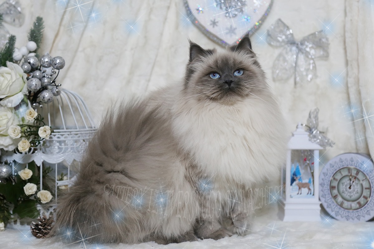 невская маскарадная кошка с красивым окрасом блю поинт