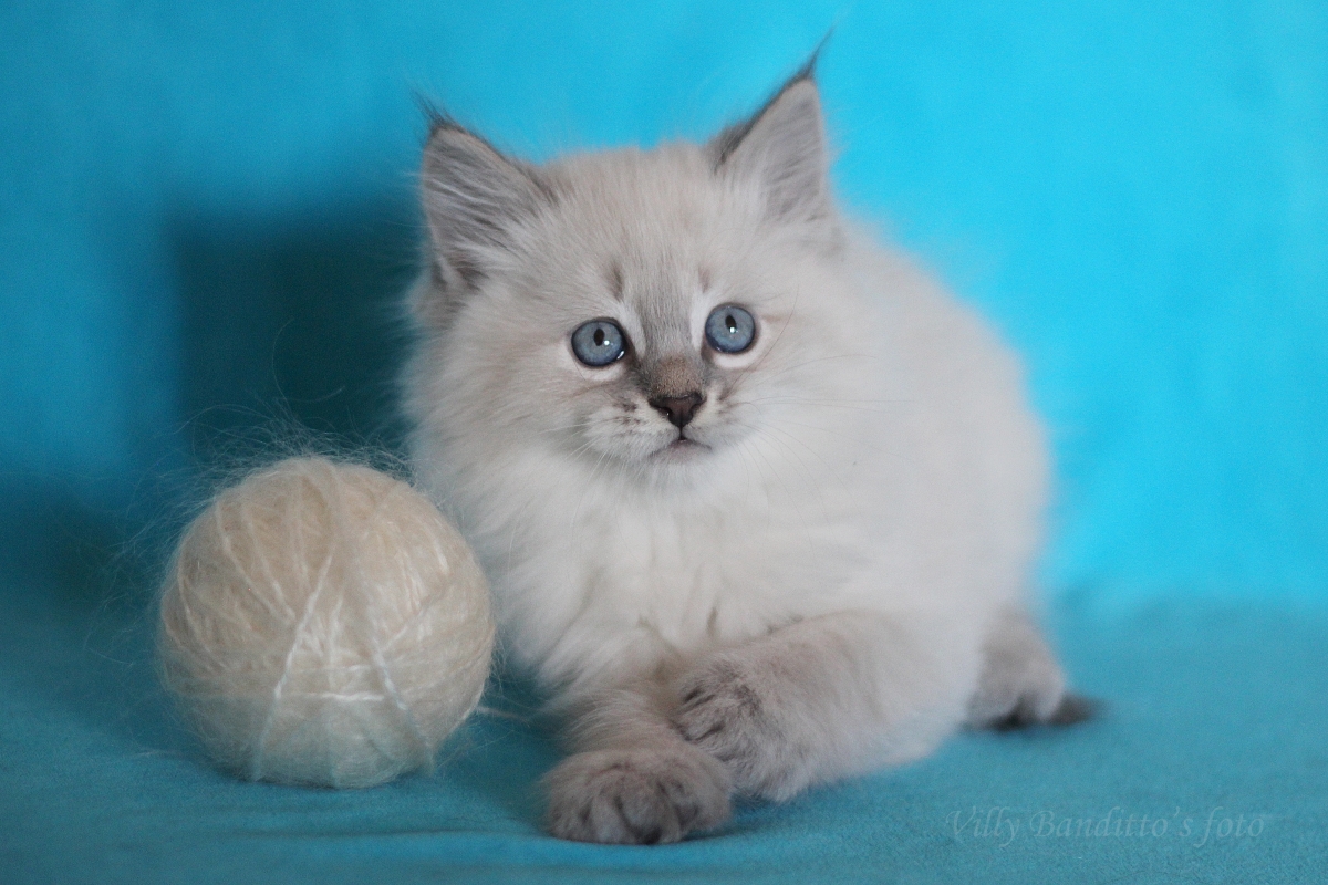 сибирские котята фото