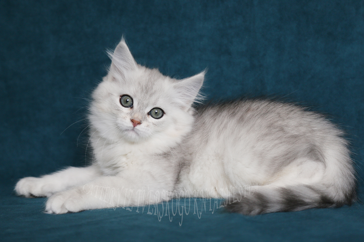 siberian kitten fom cattery 