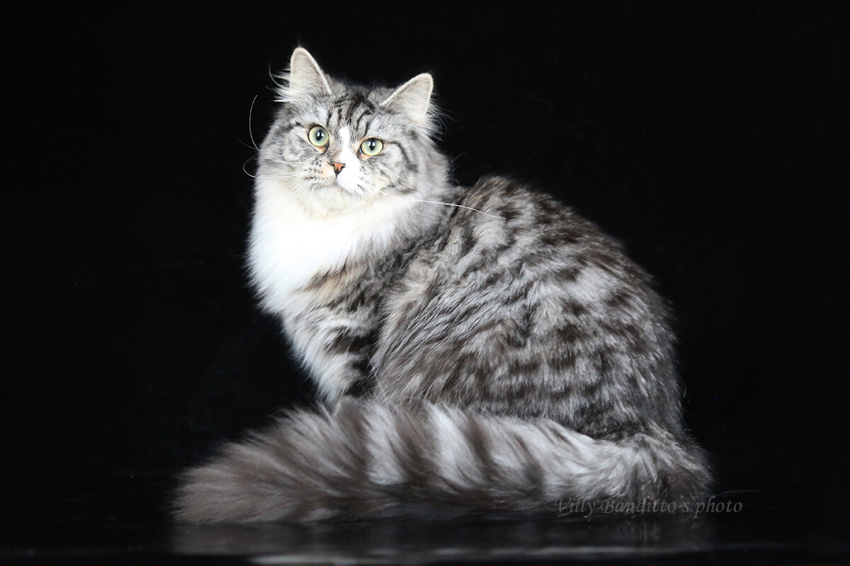 сибирская кошка с белым