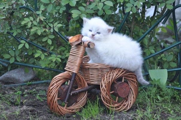 стандарт сибирской кошки 