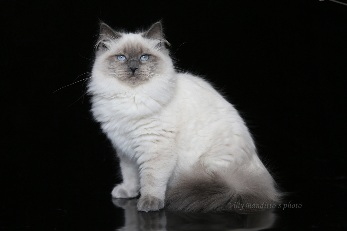 племенная кошка питомника сибирских кошек