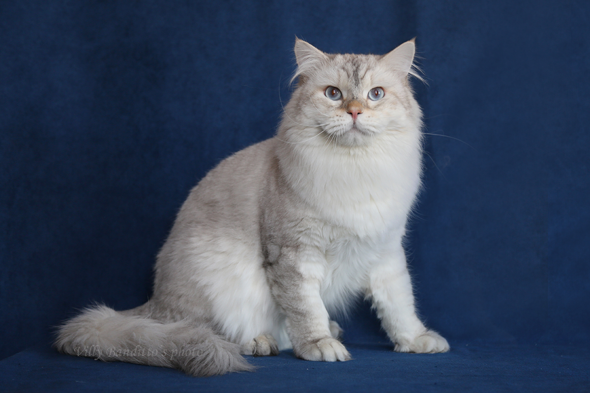 сибирский невский маскарадный кот окраса саншайн