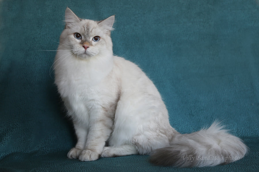 сибирский невский маскарадный кот окраса саншайн