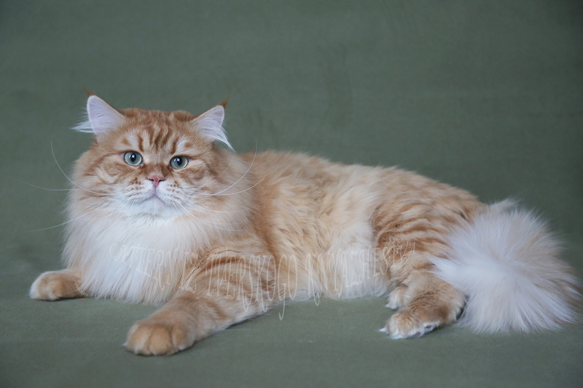 рыжий сибирский кот из питомника