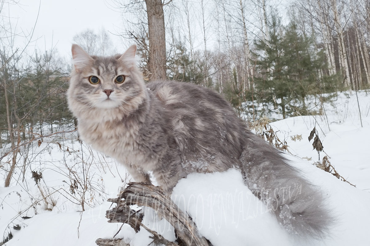 голубая мраморная сибирская кошка