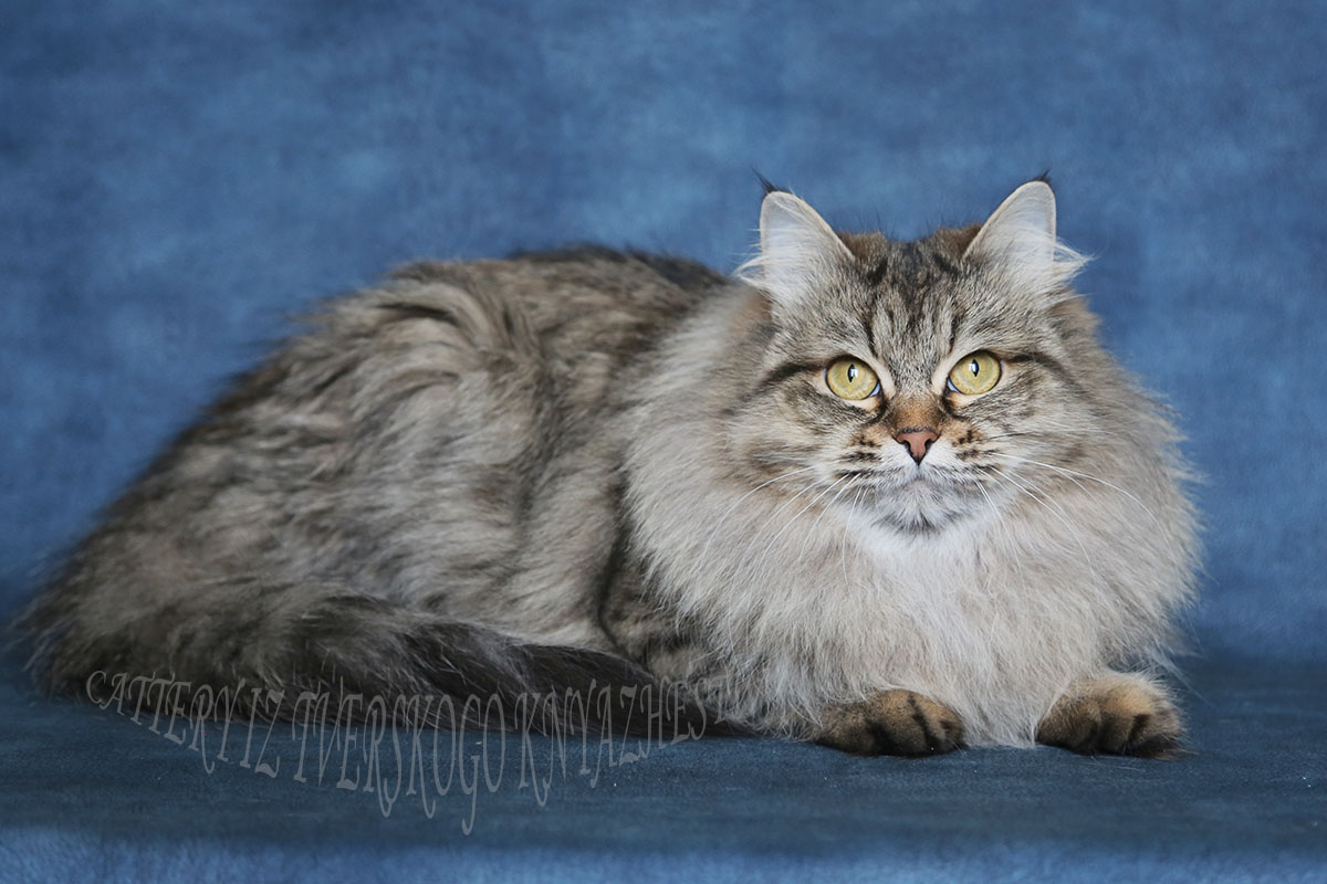 ИЩУТ НОВЫЙ ДОМ | Питомник сибирских кошек Из Тверского Княжества