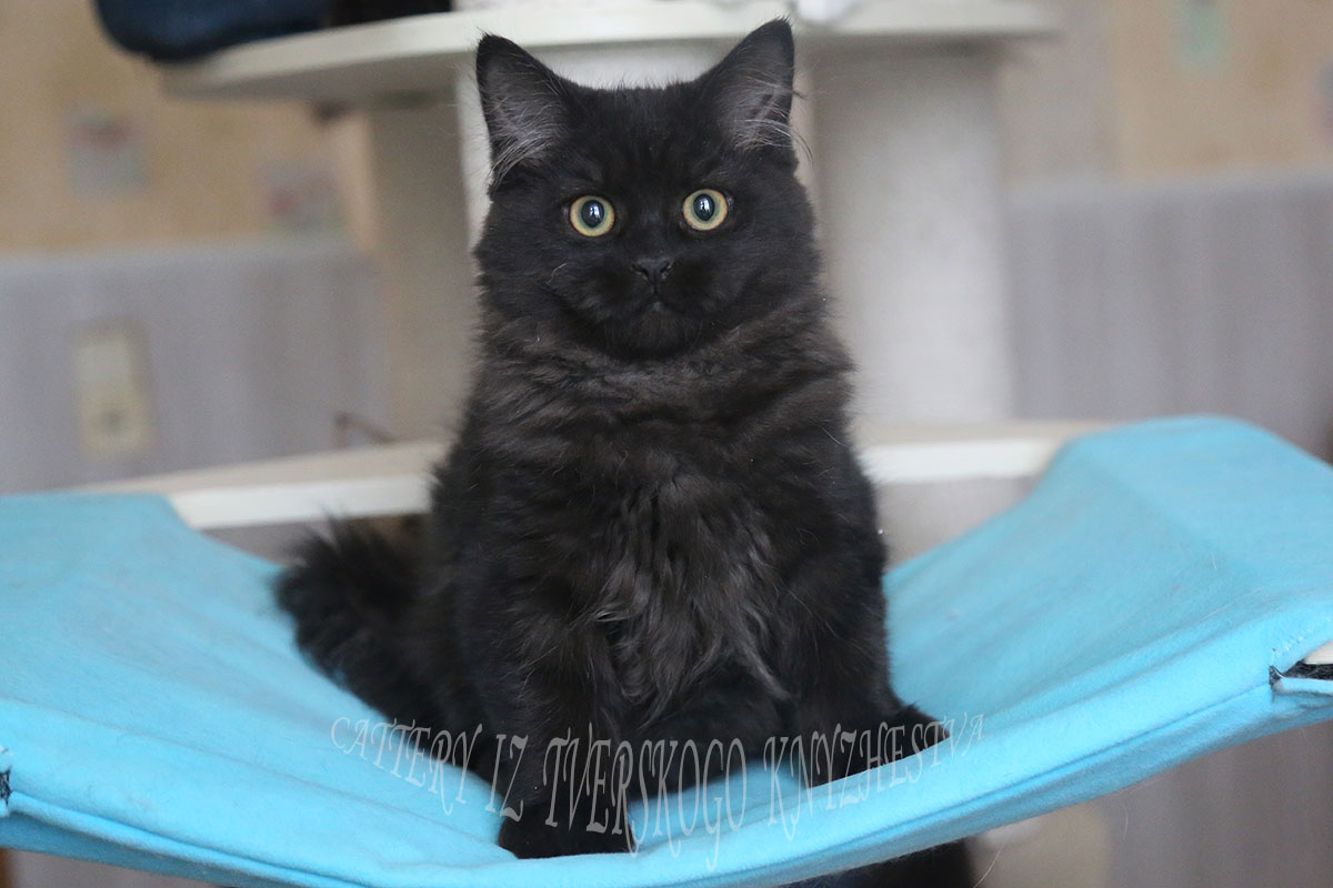 сибирский черный кот 
