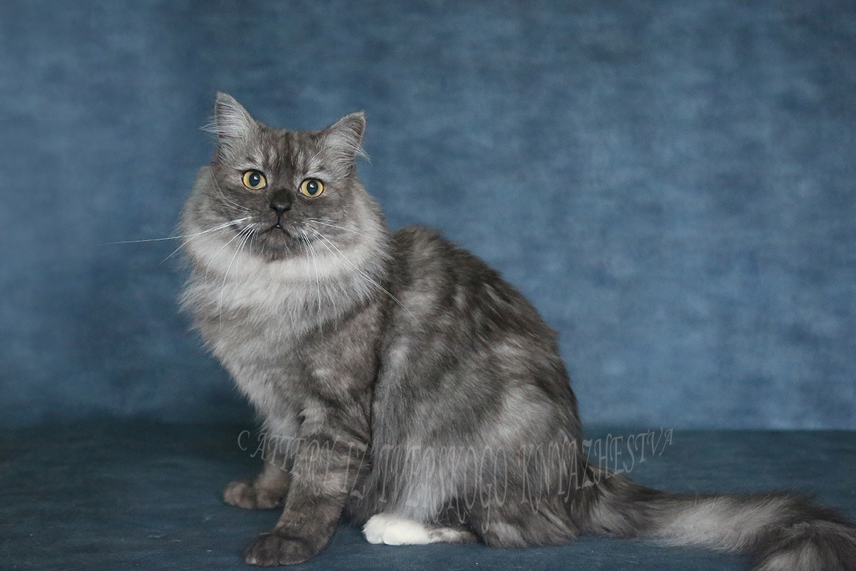  сибирский котенок голубого окраса