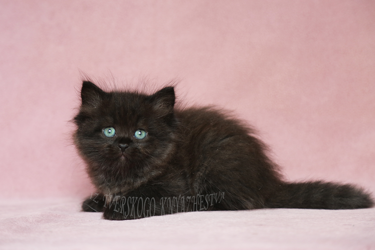 черный сибирский котенок