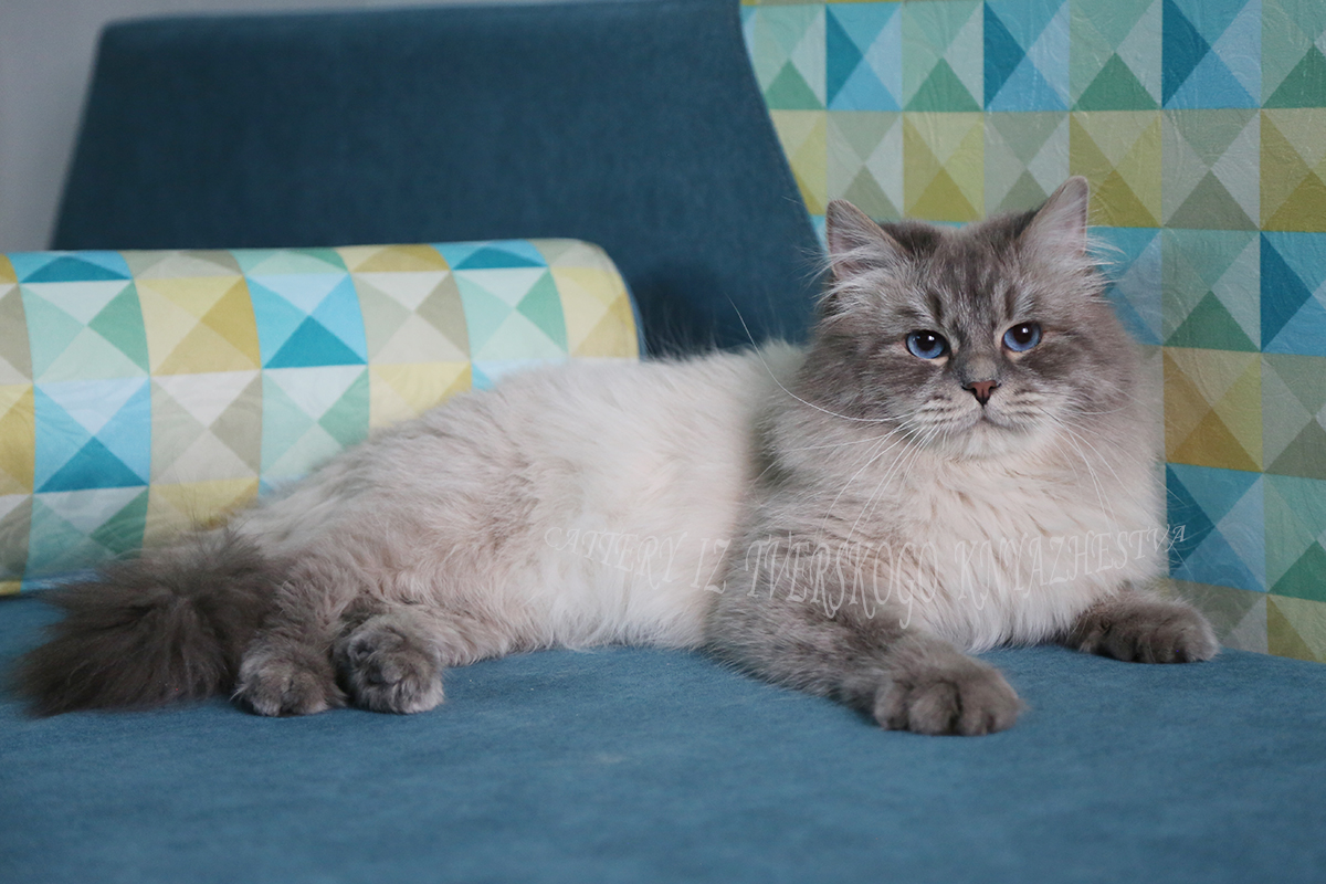 сибирский невский маскарадный кот окраса блю-табби поинт с голубыми глазами
