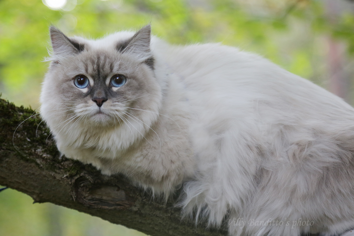 невская маскарадная кошка с голубыми глазами