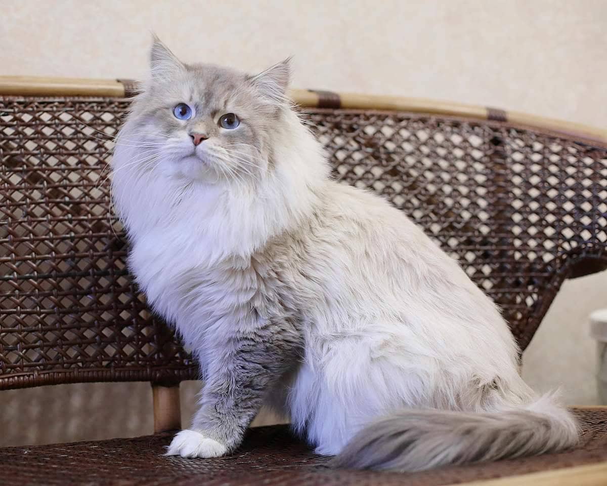 сибирский невский маскарадный кот из питомника 