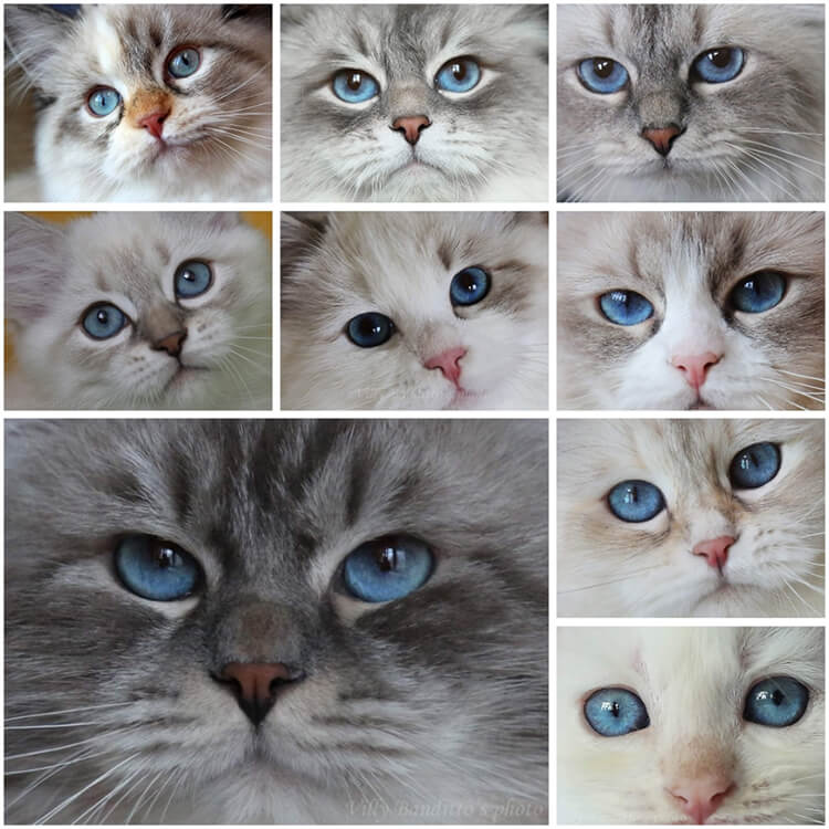 красота голубых глаз невской маскарадной кошки