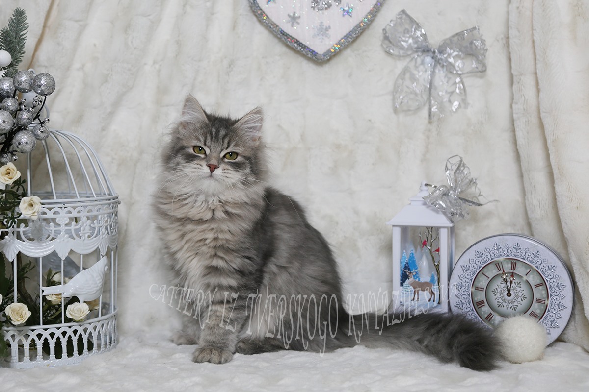 сибирская кошка традиционного окраса голубая пятнистая