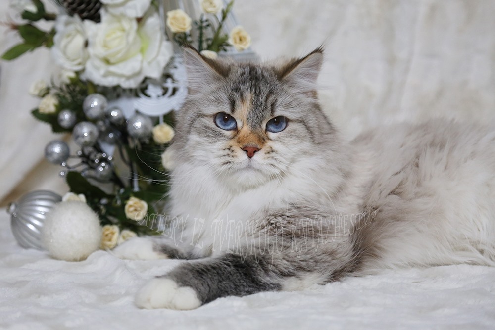 сибирская кошка - гордость россии