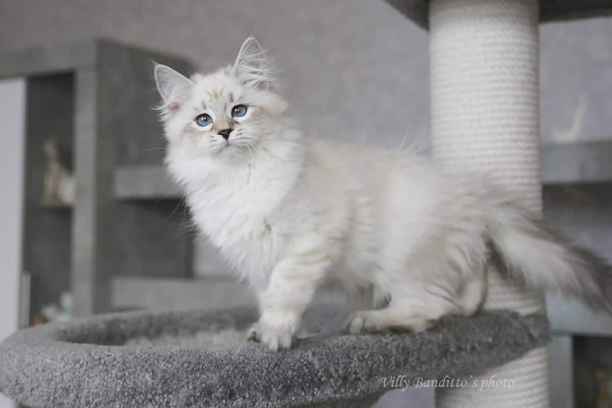 сибирская невская маскарадная кошка